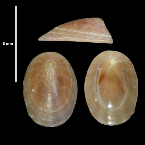 Acmée