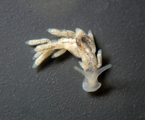Tenellia adspersa