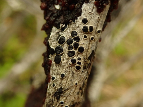 Tephromela atra