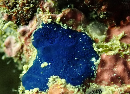 Terpios gelatinosus