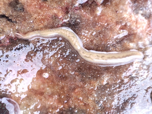 Tetrastemma vermiculus