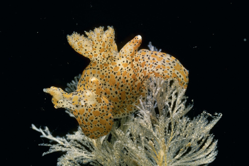 Thecacera pennigera