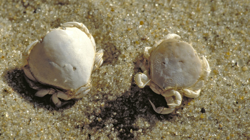 Thia scutellata