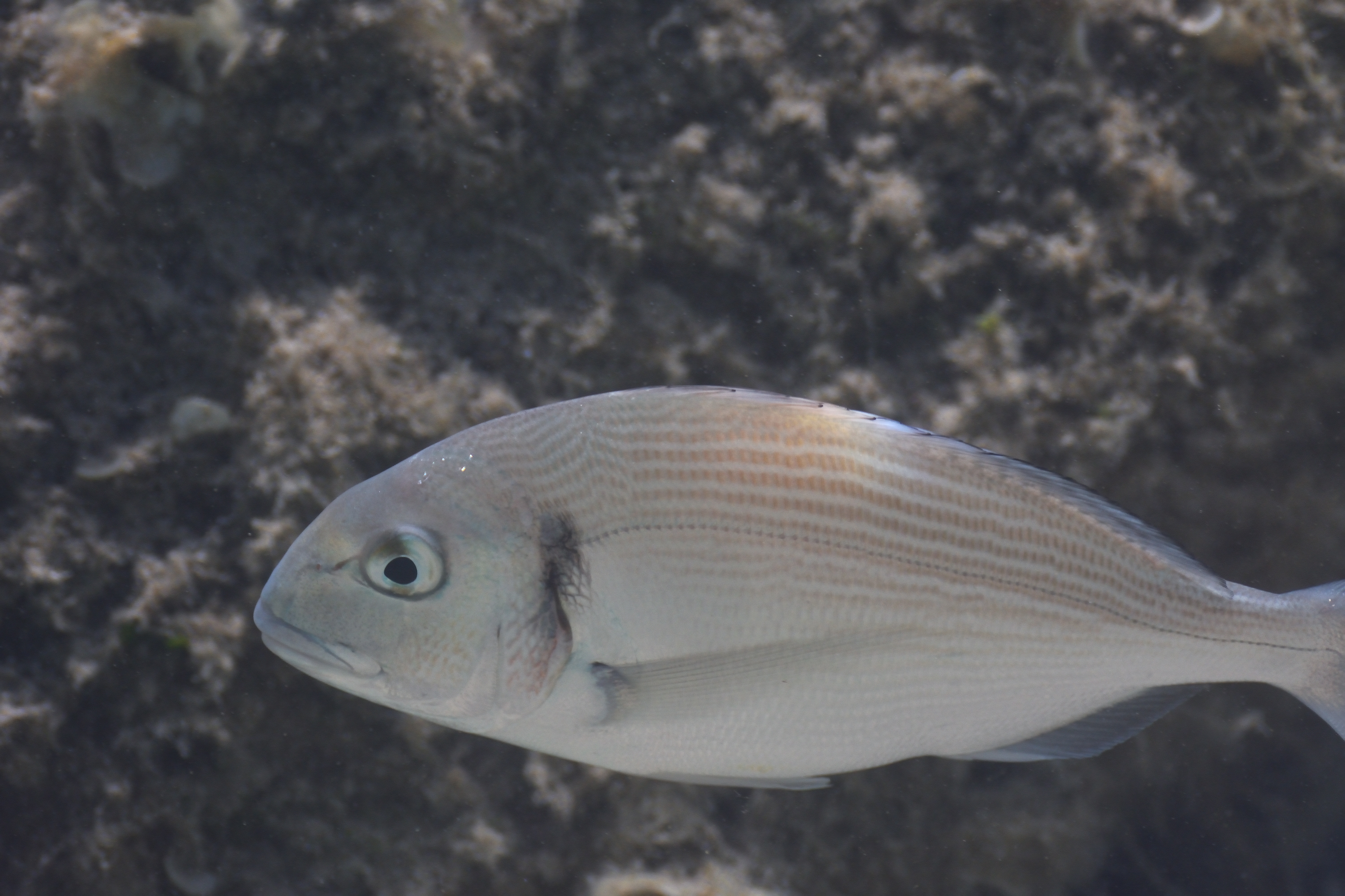 Dorade royale, daurade