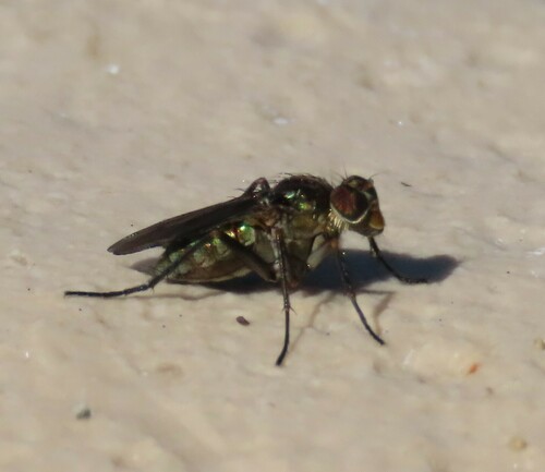 Thinophilus flavipalpis