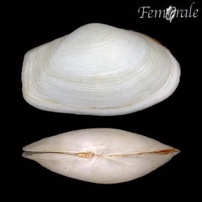 Thracia phaseolina