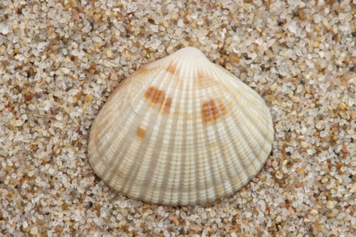 Timoclea ovata