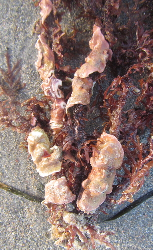 Titanoderma pustulatum