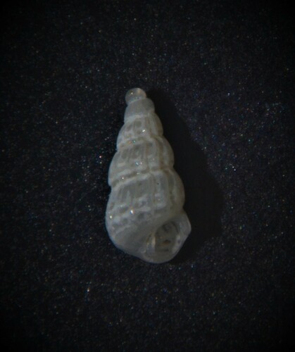 Tragula fenestrata