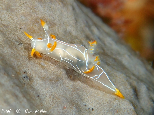 Trapania lineata