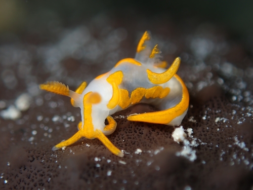 Trapania maculata