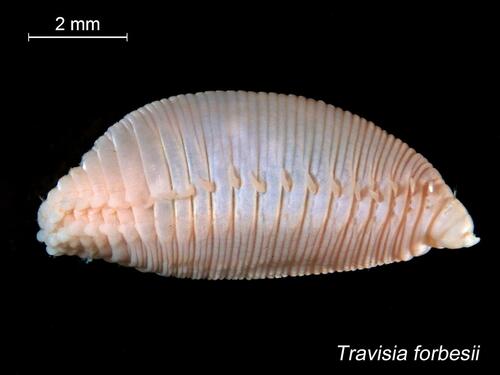 Travisia forbesii