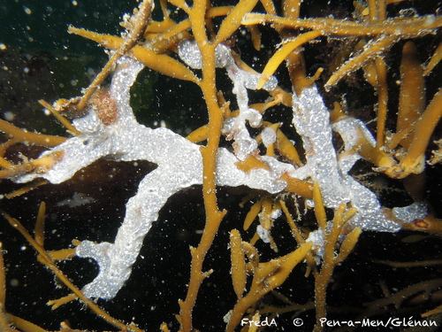 Trididemnum delesseriae