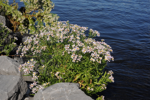 Aster maritime