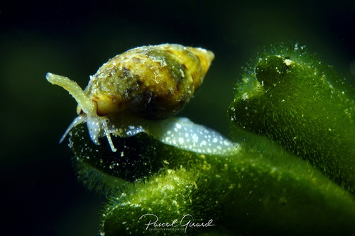 Tritia corniculum
