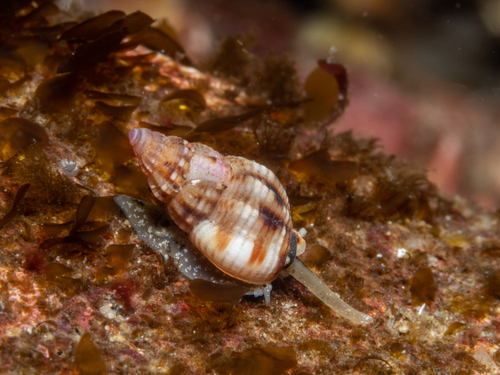 Tritia incrassata