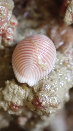 Porcelaine