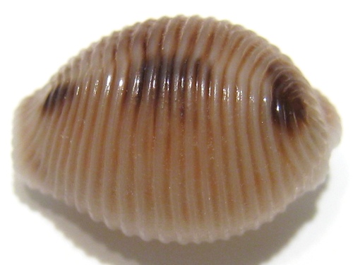 Grain de café