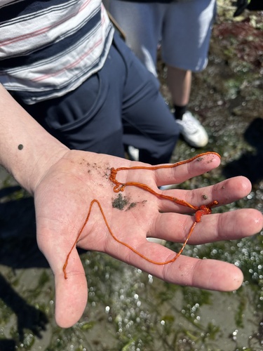 Tubulanus polymorphus