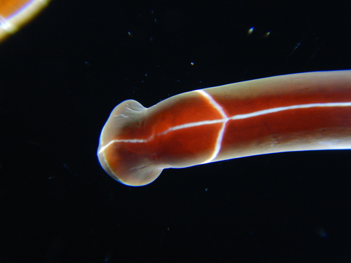 Tubulanus superbus