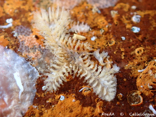 Tubulipora aperta
