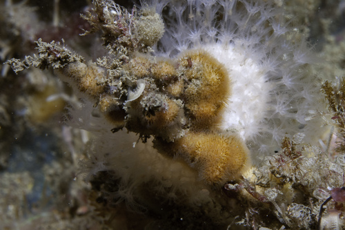 Turbicellepora avicularis