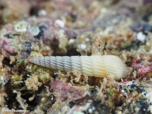 Turbonille