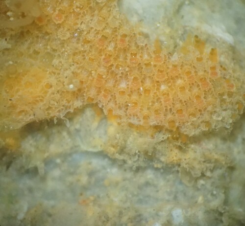 Umbonula ovicellata