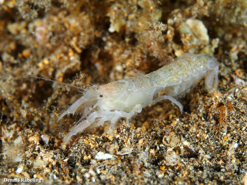 Upogebia pusilla