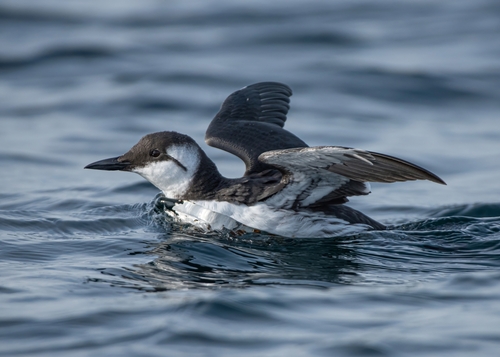 Guillemot de Troil mazouté