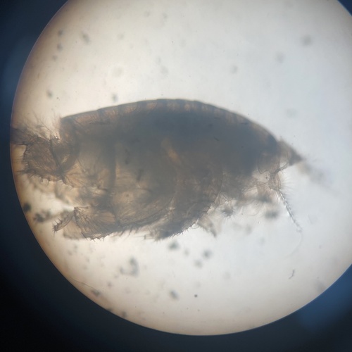 Urothoe elegans
