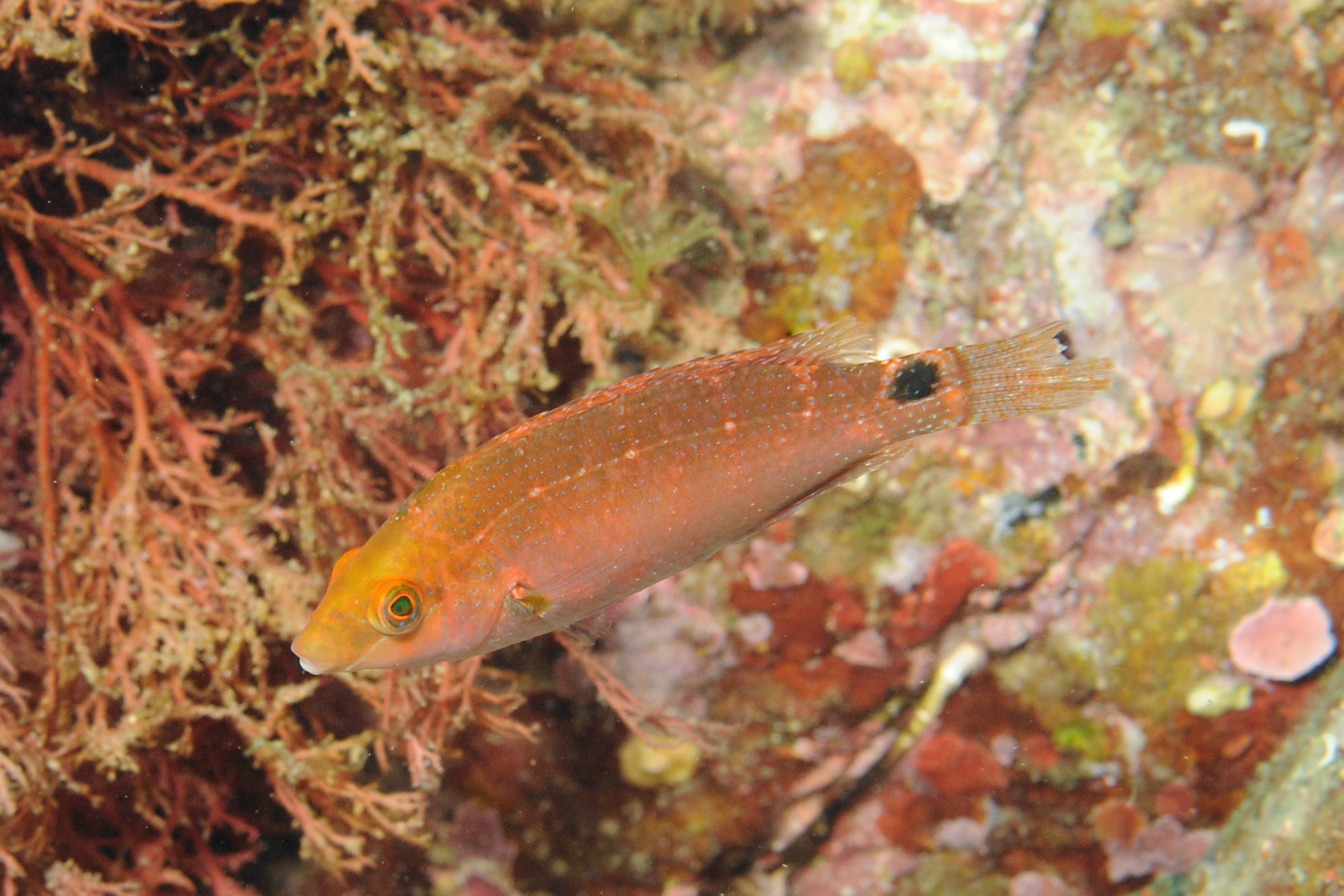 Crénilabre méditerranéen