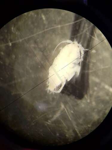 Urothoe poseidonis