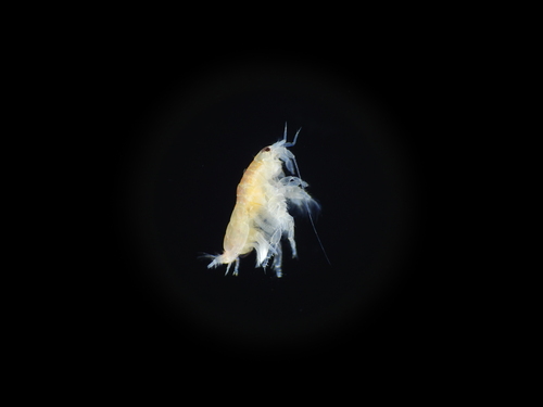 Urothoe pulchella