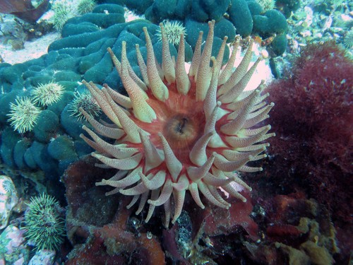 Anémone dalhia