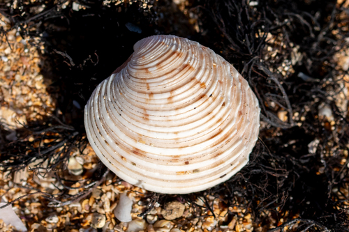 Venus casina
