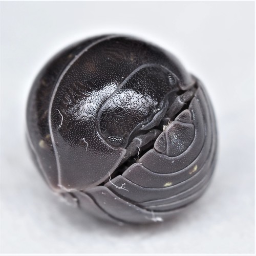 Armadillidium vulgare