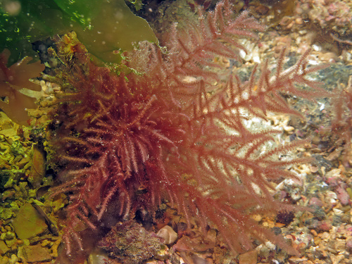 Vertebrata byssoides