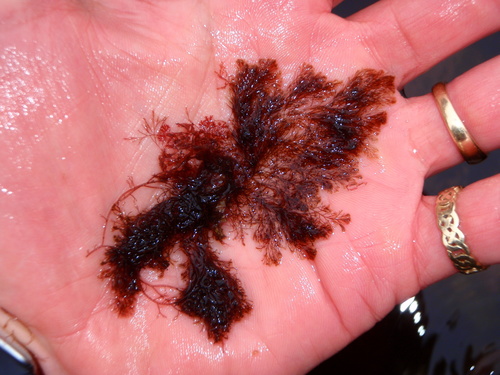 Vertebrata fucoides
