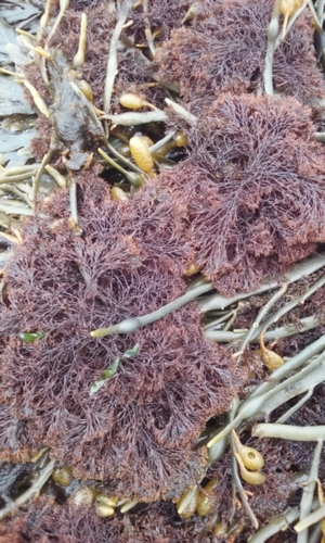 Vertebrata lanosa