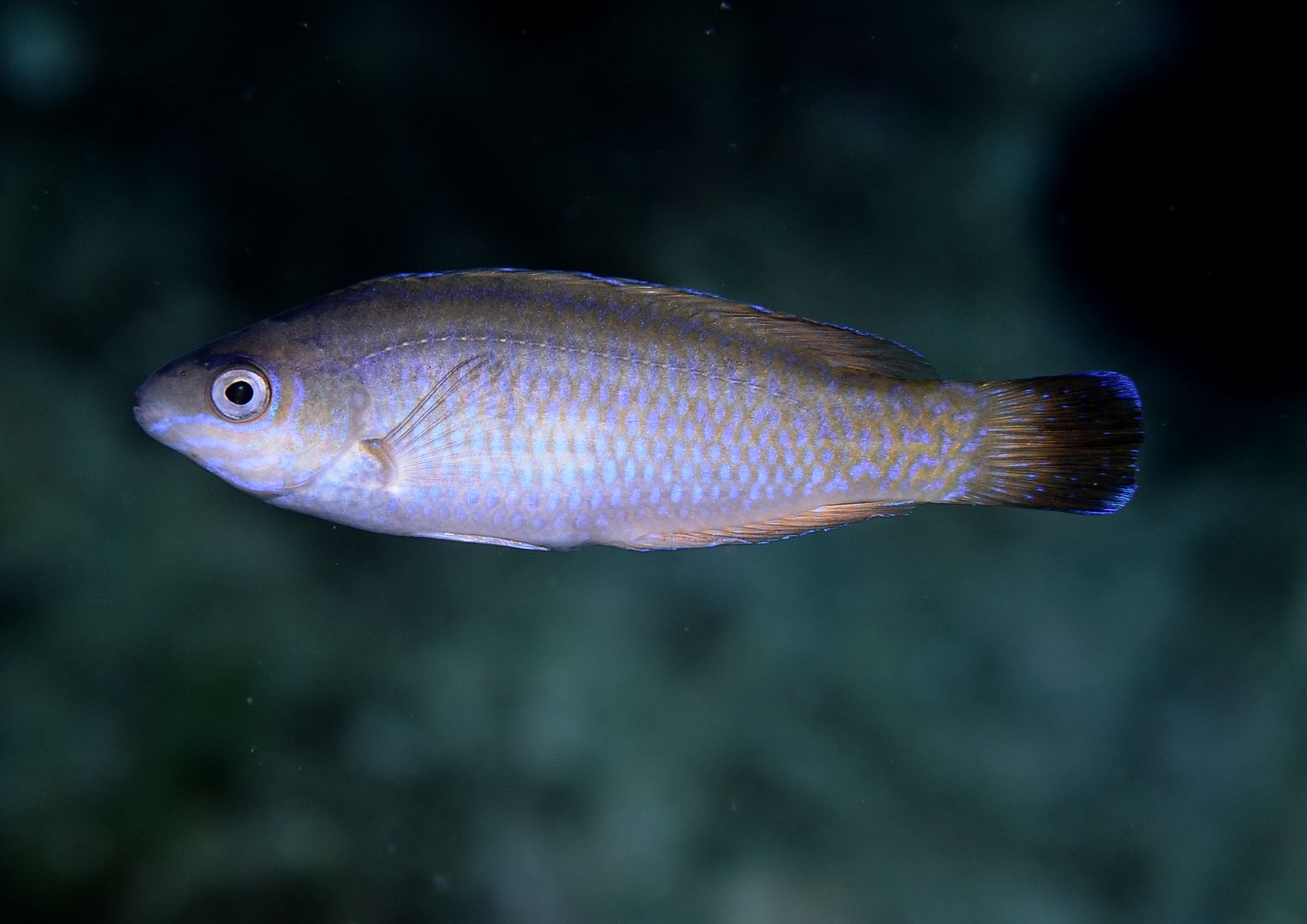 Crénilabre à queue noire