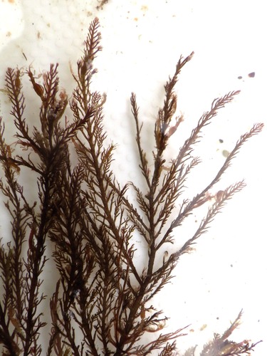 Vertebrata thuyoides