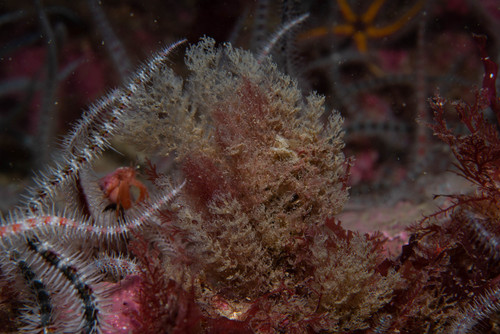 Vesicularia spinosa