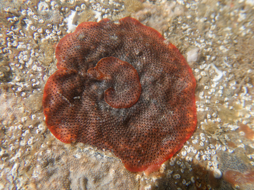 Watersipora subatra