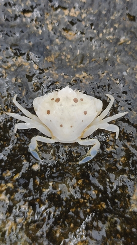 Xaiva biguttata