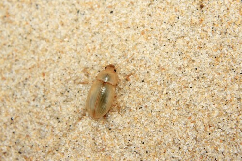 Xanthomus pallidus