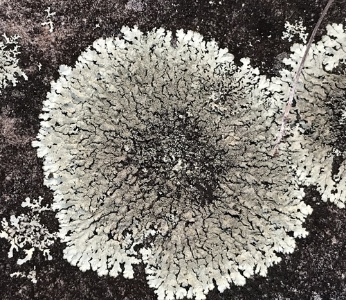 Xanthoparmelia conspersa