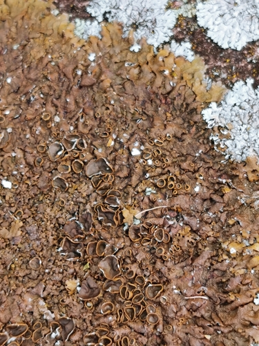 Xanthoparmelia pulla