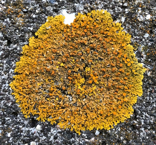 Xanthoria aureola