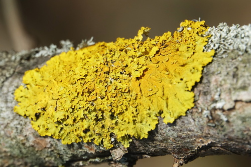 Xanthoria parietina